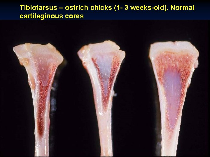 Tibiotarsus – ostrich chicks (1 - 3 weeks-old). Normal cartilaginous cores 