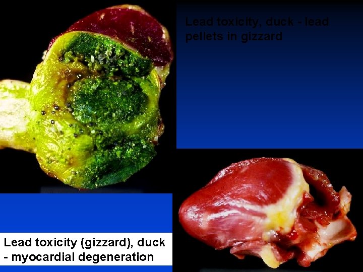 Lead toxicity, duck - lead pellets in gizzard Lead toxicity (gizzard), duck - myocardial