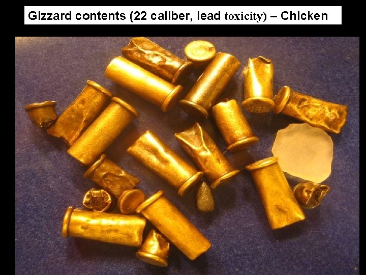 Gizzard contents (22 caliber, lead toxicity) – Chicken 