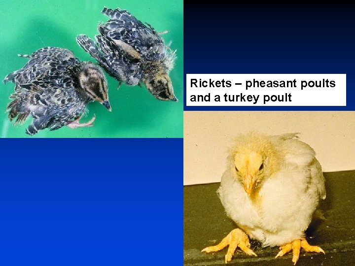 Rickets – pheasant poults and a turkey poult 