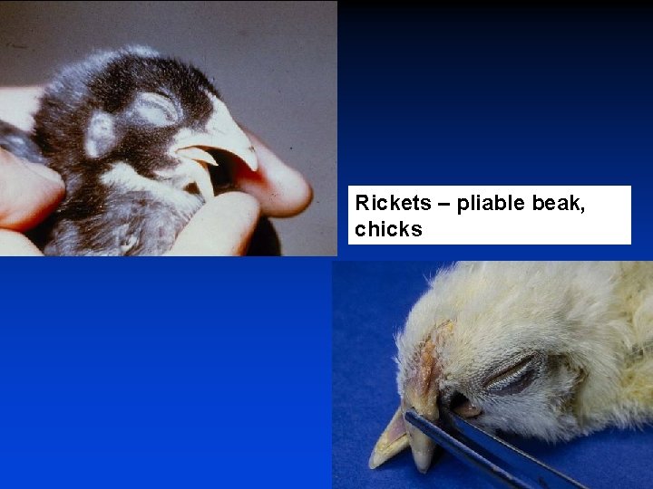 Rickets – pliable beak, chicks 