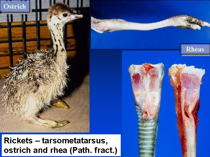 Ostrich Rheas Rickets – tarsometatarsus, ostrich and rhea (Path. fract. ) 