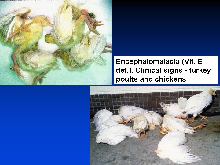 Encephalomalacia (Vit. E def. ). Clinical signs - turkey poults and chickens 