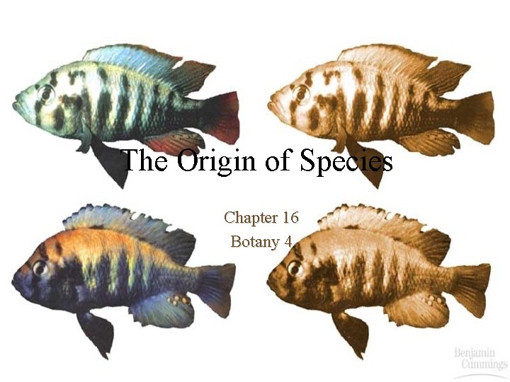 The Origin of Species Chapter 16 Botany 4 