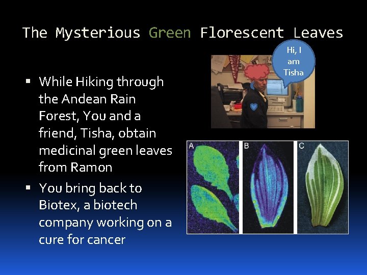 The Mysterious Green Florescent Leaves While Hiking through the Andean Rain Forest, You and