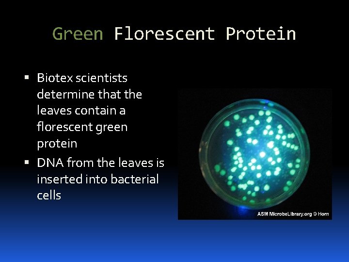Green Florescent Protein Biotex scientists determine that the leaves contain a florescent green protein