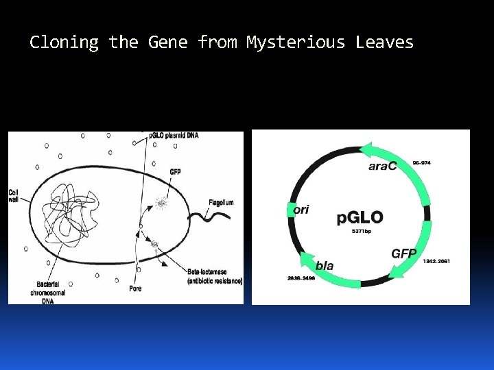 Cloning the Gene from Mysterious Leaves 