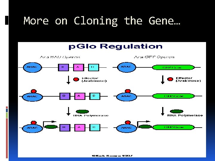 More on Cloning the Gene… 