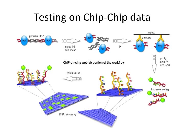 Testing on Chip-Chip data 
