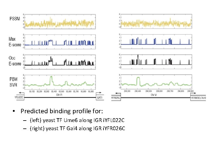  • Predicted binding profile for: – (left) yeast TF Ume 6 along IGR