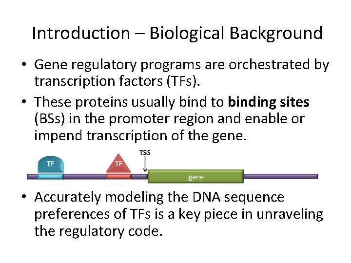 Introduction – Biological Background • Gene regulatory programs are orchestrated by transcription factors (TFs).