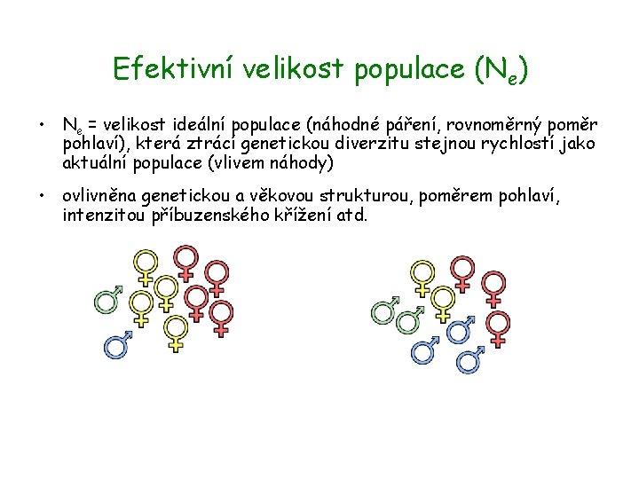 Efektivní velikost populace (Ne) • Ne = velikost ideální populace (náhodné páření, rovnoměrný poměr