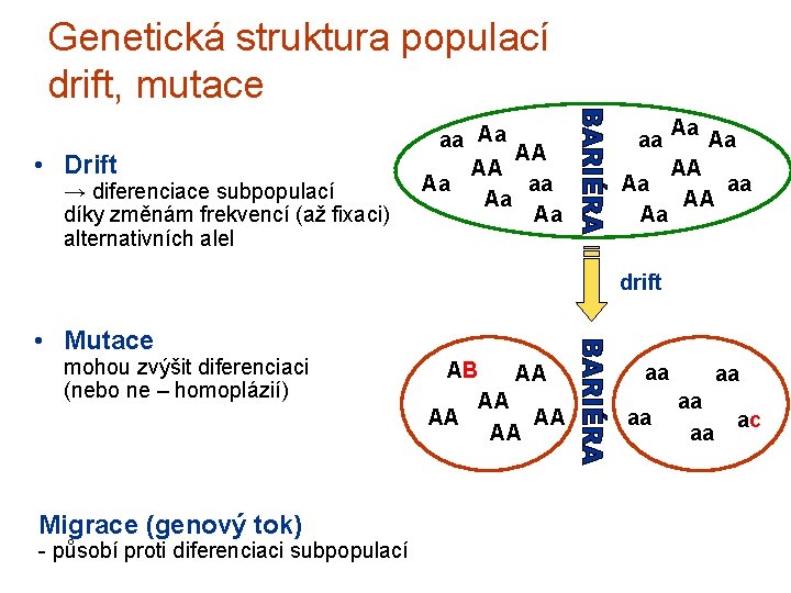 Genetická struktura populací drift, mutace • Drift → diferenciace subpopulací díky změnám frekvencí (až