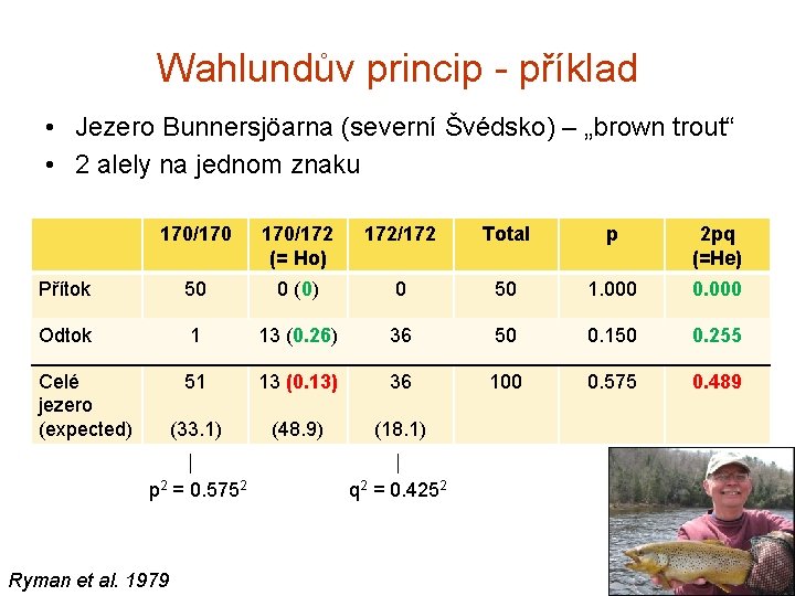 Wahlundův princip - příklad • Jezero Bunnersjöarna (severní Švédsko) – „brown trout“ • 2