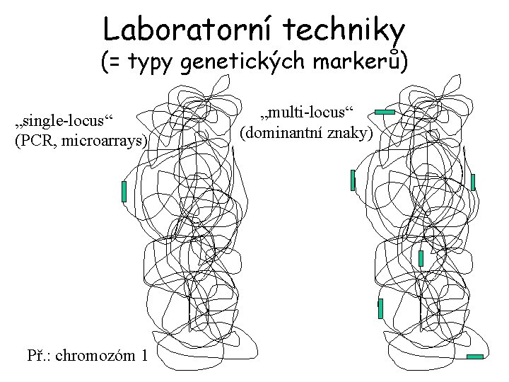 Laboratorní techniky (= typy genetických markerů) „single-locus“ (PCR, microarrays) Př. : chromozóm 1 „multi-locus“