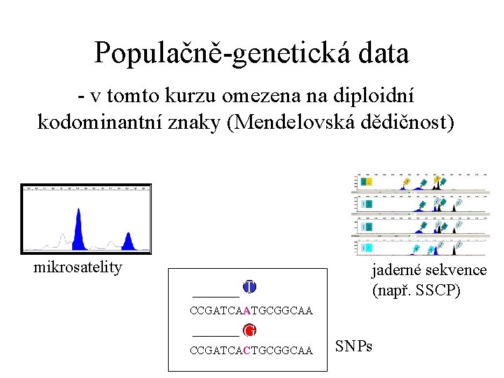 Populačně-genetická data - v tomto kurzu omezena na diploidní kodominantní znaky (Mendelovská dědičnost) mikrosatelity