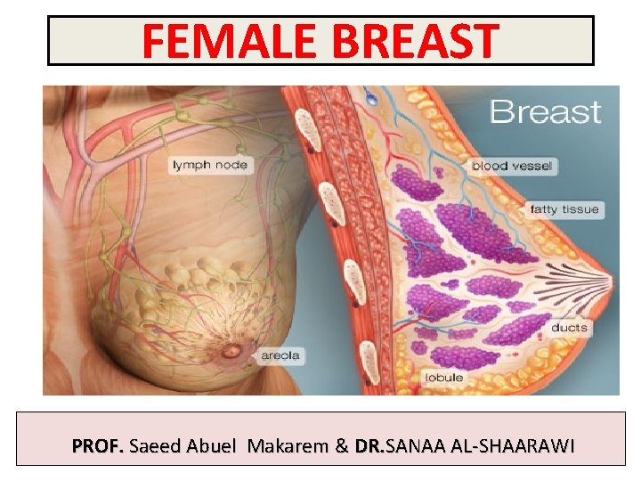 FEMALE BREAST PROF. Saeed Abuel Makarem & DR. SANAA AL-SHAARAWI 
