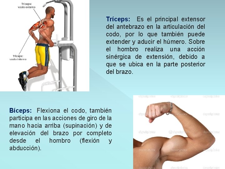 Tríceps: Es el principal extensor del antebrazo en la articulación del codo, por lo