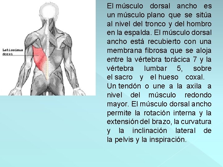 El músculo dorsal ancho es un músculo plano que se sitúa al nivel del