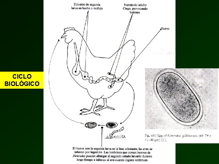 NEMATODOSIS EN AVES ASCARIDIOSIS ETIOLOGA Ascaridia galli Ascaridia