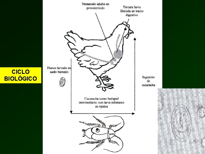 NEMATODOSIS EN AVES ASCARIDIOSIS ETIOLOGA Ascaridia galli Ascaridia