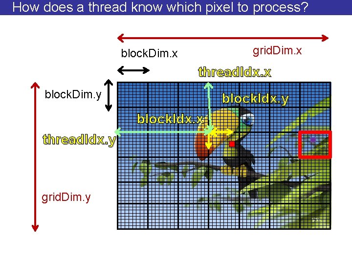 How does a thread know which pixel to process? grid. Dim. x block. Dim.