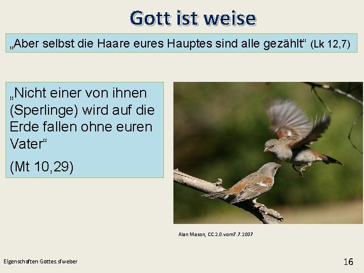 Gott ist weise „Aber selbst die Haare eures Hauptes sind alle gezählt“ (Lk 12,