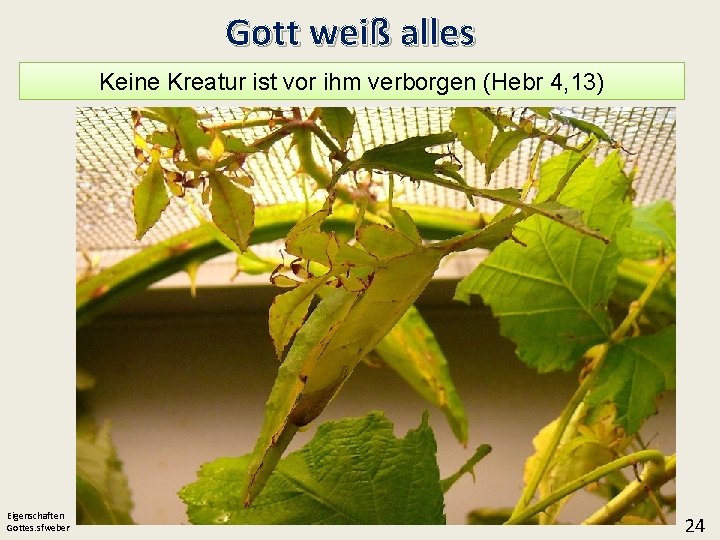 Gott weiß alles Keine Kreatur ist vor ihm verborgen (Hebr 4, 13) Eigenschaften Gottes.