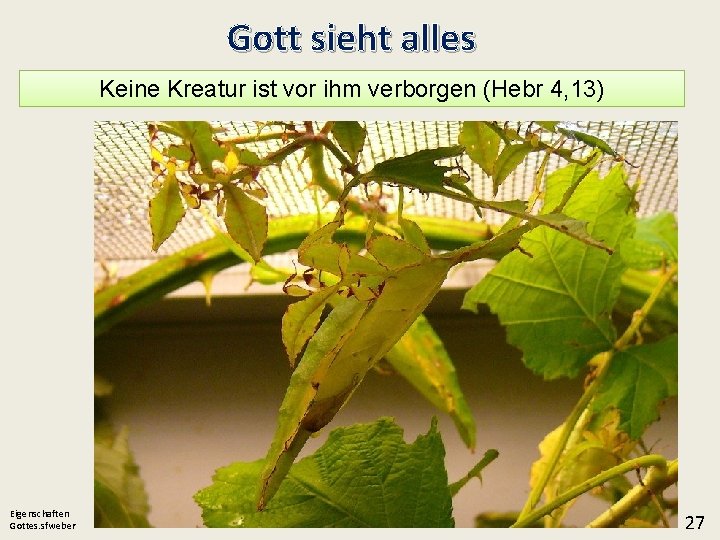 Gott sieht alles Keine Kreatur ist vor ihm verborgen (Hebr 4, 13) Eigenschaften Gottes.