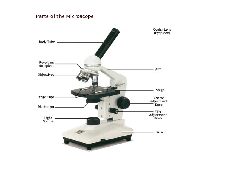 Parts of the Microscope 