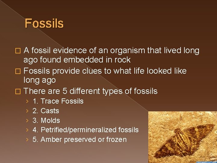 Fossils A fossil evidence of an organism that lived long ago found embedded in