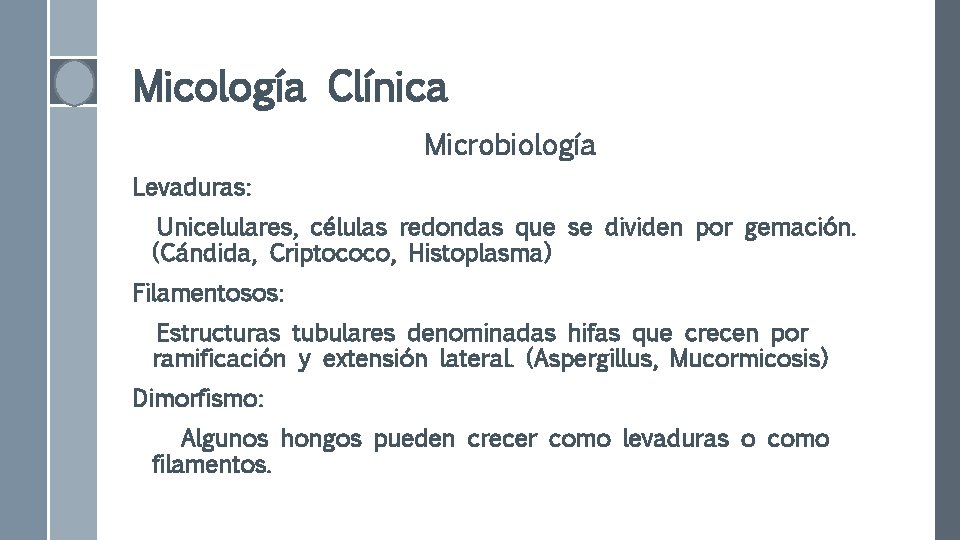 Micología Clínica Microbiología Levaduras: Unicelulares, células redondas que se dividen por gemación. (Cándida, Criptococo,