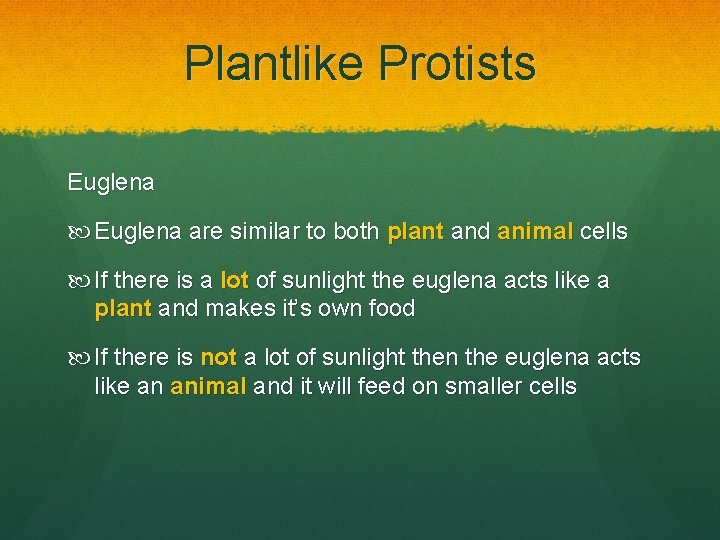 Plantlike Protists Euglena are similar to both plant and animal cells If there is