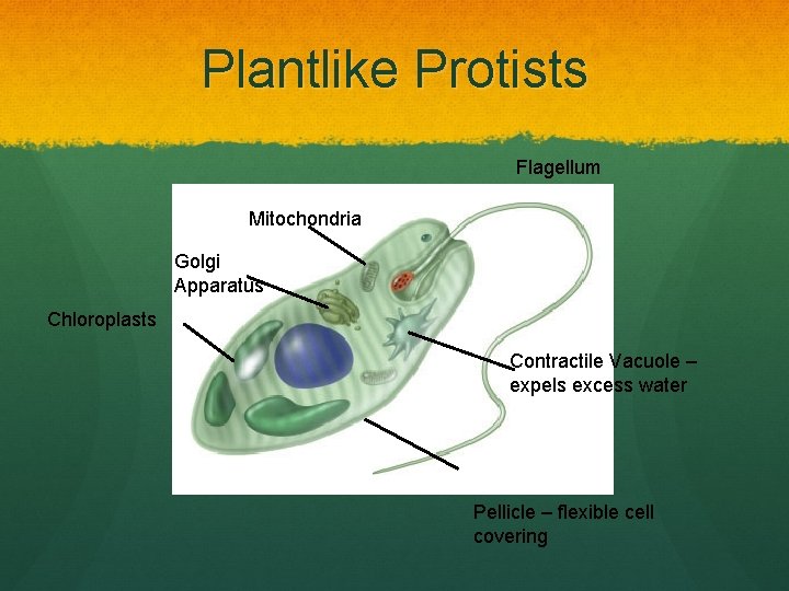 Plantlike Protists Flagellum Mitochondria Golgi Apparatus Chloroplasts Contractile Vacuole – expels excess water Pellicle