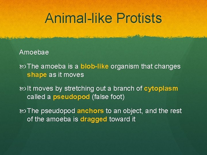 Animal-like Protists Amoebae The amoeba is a blob-like organism that changes shape as it