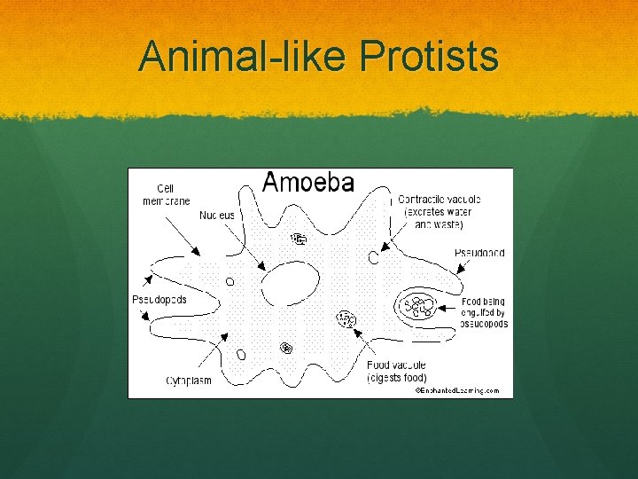 Animal-like Protists 