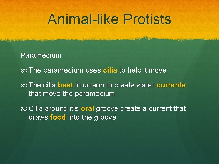 Animal-like Protists Paramecium The paramecium uses cilia to help it move The cilia beat