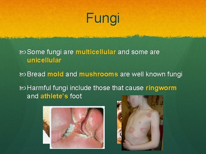 Fungi Some fungi are multicellular and some are unicellular Bread mold and mushrooms are