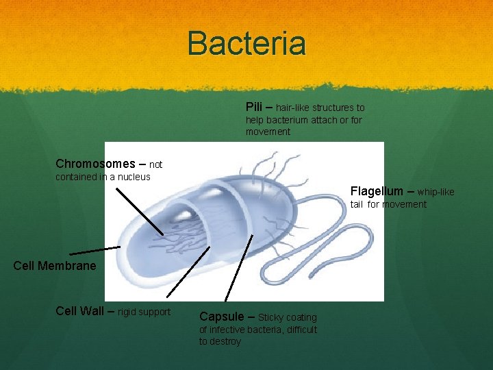 Bacteria Pili – hair-like structures to help bacterium attach or for movement Chromosomes –