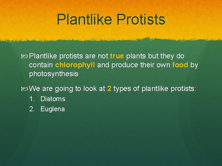 Plantlike Protists Plantlike protists are not true plants but they do contain chlorophyll and