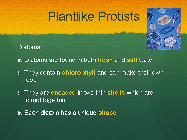 Plantlike Protists Diatoms are found in both fresh and salt water They contain chlorophyll
