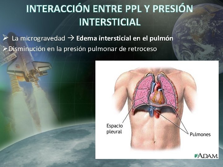 INTERACCIÓN ENTRE PPL Y PRESIÓN INTERSTICIAL Ø La microgravedad Edema intersticial en el pulmón INTERACCIÓN ENTRE PPL Y PRESIÓN INTERSTICIAL Ø La microgravedad Edema intersticial en el pulmón