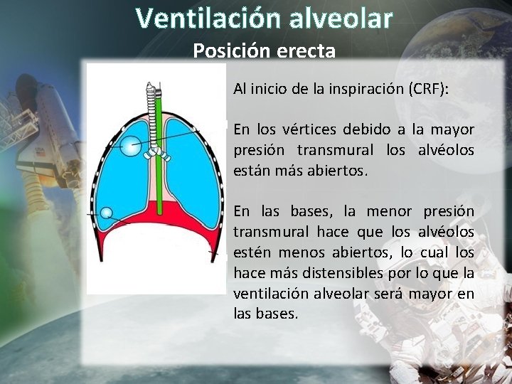 Ventilación alveolar Posición erecta Al inicio de la inspiración (CRF): En los vértices debido Ventilación alveolar Posición erecta Al inicio de la inspiración (CRF): En los vértices debido