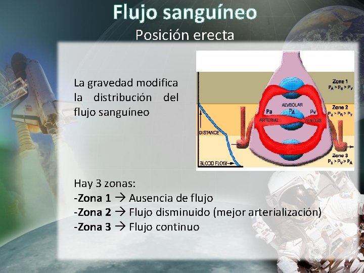 Flujo sanguíneo Posición erecta La gravedad modifica la distribución del flujo sanguíneo Hay 3 Flujo sanguíneo Posición erecta La gravedad modifica la distribución del flujo sanguíneo Hay 3