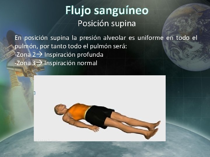 Flujo sanguíneo Posición supina En posición supina la presión alveolar es uniforme en todo Flujo sanguíneo Posición supina En posición supina la presión alveolar es uniforme en todo