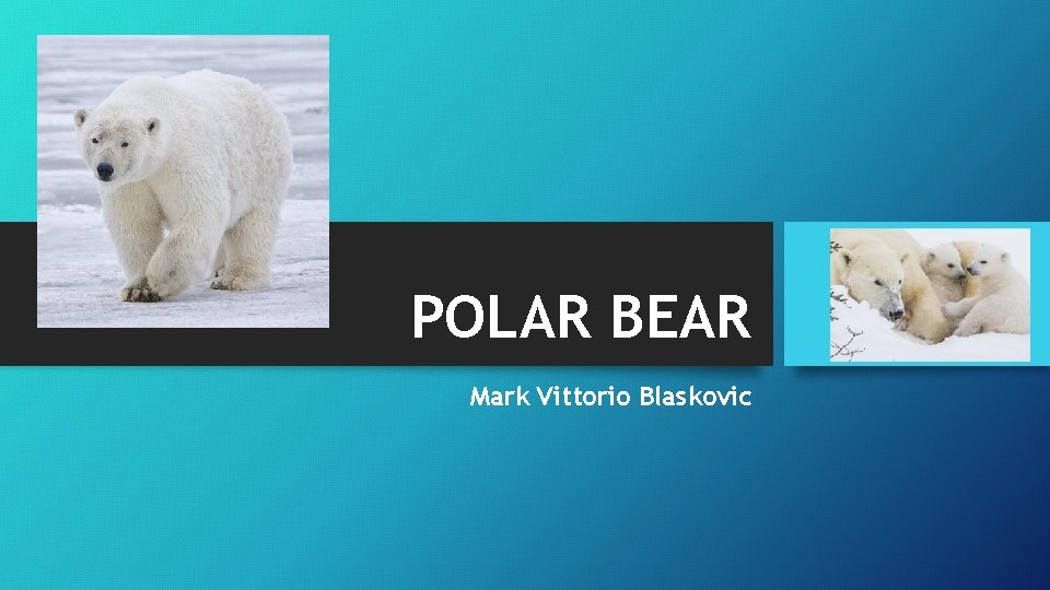 POLAR BEAR Mark Vittorio Blaskovic 