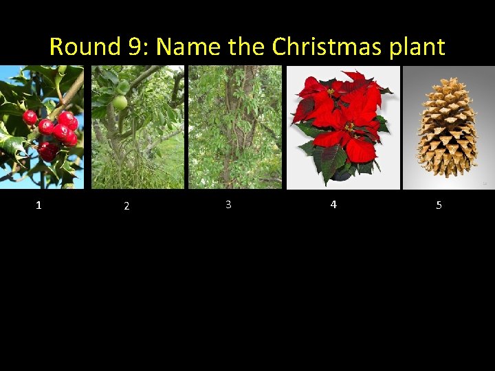 Round 9: Name the Christmas plant 1 2 3 4 5 