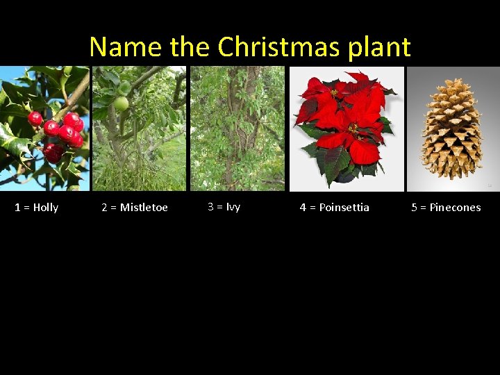 Name the Christmas plant 1 = Holly 2 = Mistletoe 3 = Ivy 4