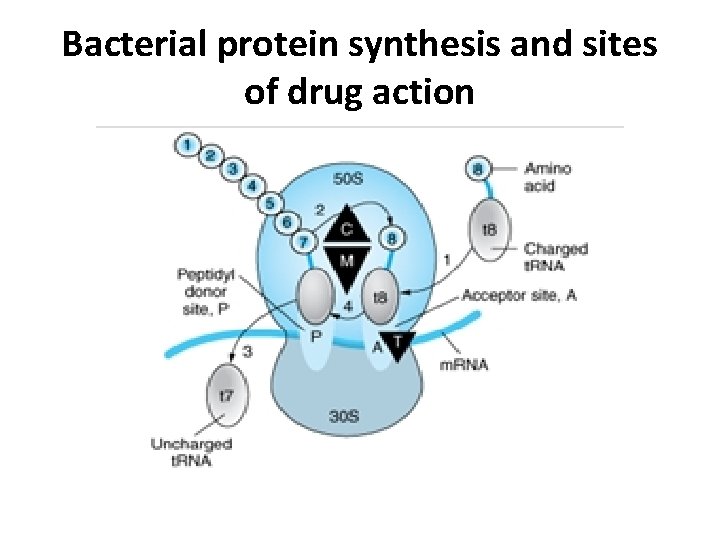 Bacterial protein synthesis and sites of drug action 