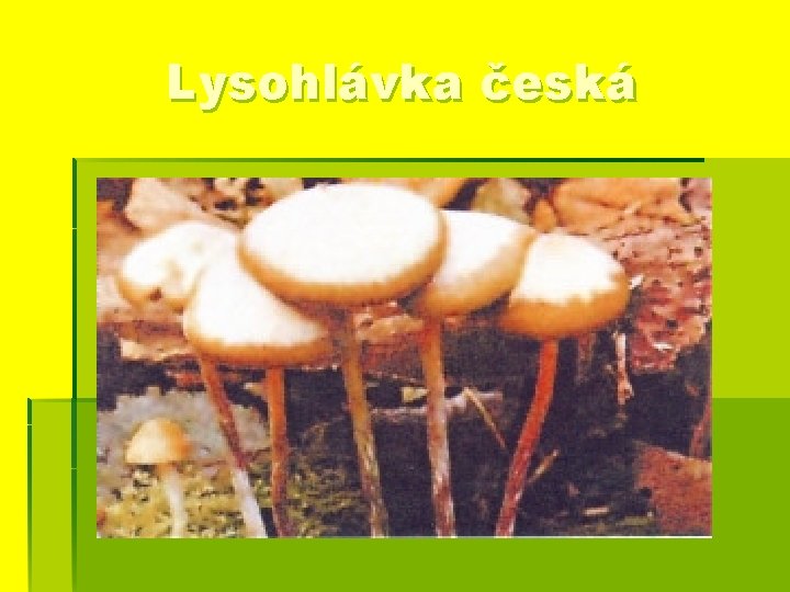 Lysohlávka česká 